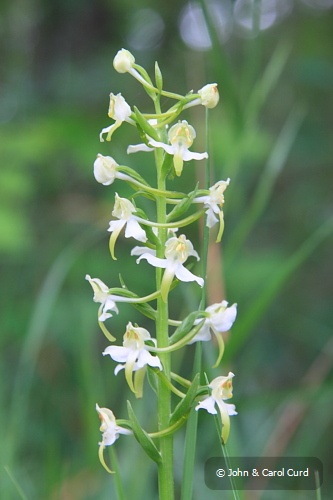 IMG_6225_Greater_Butterfly_Orchid.JPG